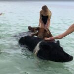 Swim with Pigs on a Tropical Island - FAQs