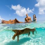 Swim with the Pigs Safari in Bahamas (2hrs) - Who Should Consider This Tour?