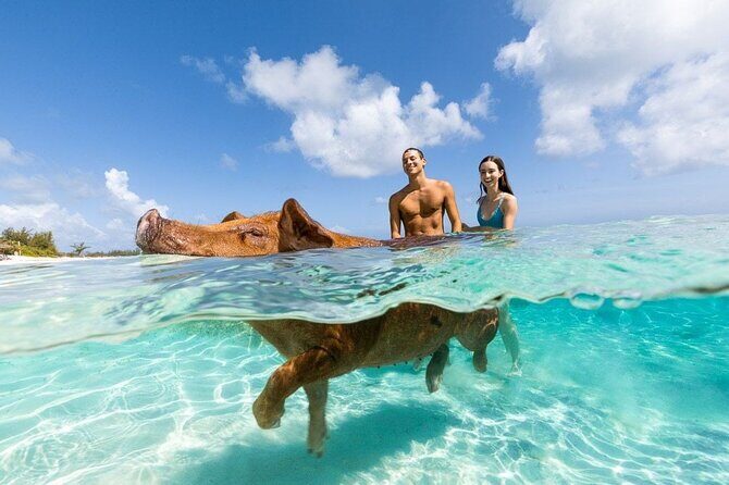 Swim with the Pigs Safari in Bahamas (2hrs) - Who Should Consider This Tour?