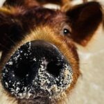 Swimming Pigs Encounter and Rose Island Beach Day Adventure - The Sum Up