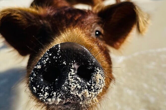 Swimming Pigs Encounter and Rose Island Beach Day Adventure - The Sum Up