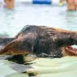 Swimming Pigs Of Rose Island & Beach Day - Group Tour - FAQ