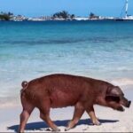 Swimming Pigs, Snorkeling and Beach Tour in Nassau Bahamas - Who Should Consider This Tour?