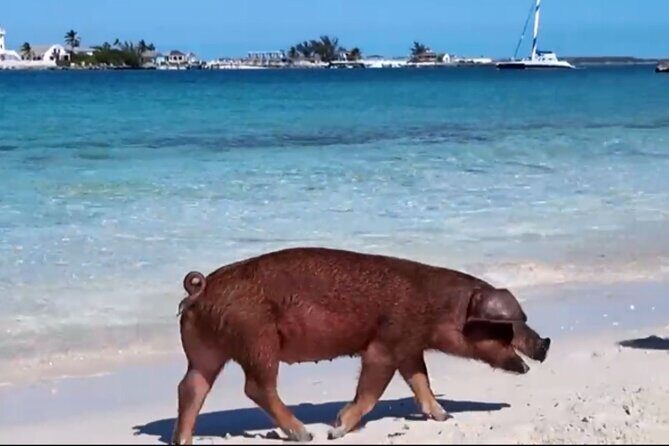 Swimming Pigs, Snorkeling and Beach Tour in Nassau Bahamas - Who Should Consider This Tour?