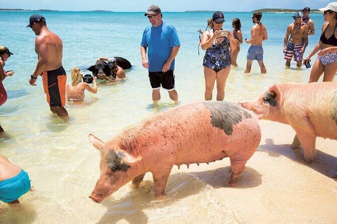 Swimming with Pigs in Nassau, Transportation Included - Who Is This Tour Best For?