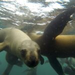 Swimming with Sea Lions in Lima - Who Should Consider This Tour?