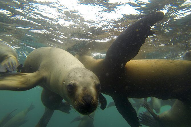 Swimming with Sea Lions in Lima - Who Should Consider This Tour?