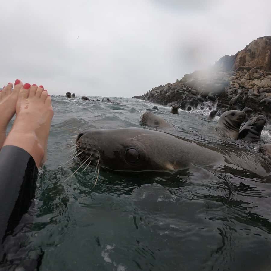 Swimming with sea lions in Lima - The Itinerary in Detail