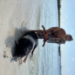 Swimming with the pigs, turtles and reef snorkeling!!! - Analyzing the Value