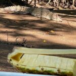 Tamarindo Birdwatching Crocodiles and Monkey Tour - Why This Tour Works