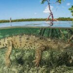 Tamarindo Estuary Tour - The Sum Up: Is the Tamarindo Estuary Tour Worth It?