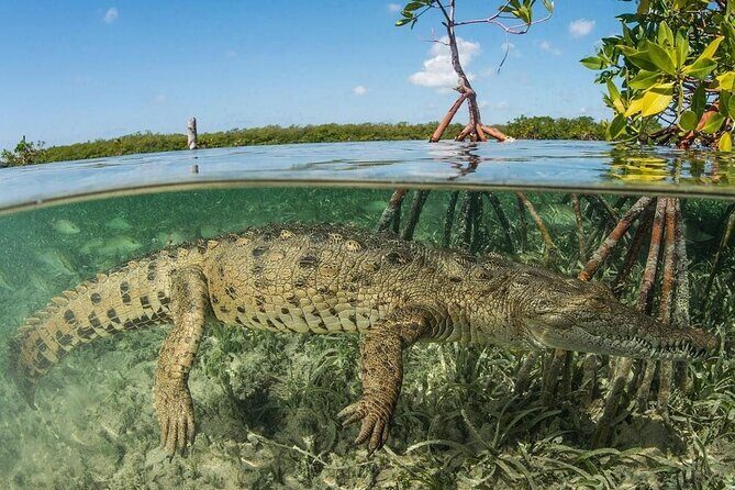 Tamarindo Estuary Tour - The Sum Up: Is the Tamarindo Estuary Tour Worth It?