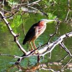 Tamarindo Kayak Estuary Mangrove Tour - Who Will Love This Tour?