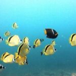 Tamarindo private snorkeling boat tour - Who Should Consider This Tour?