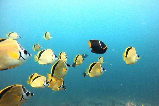 Tamarindo private snorkeling boat tour - Who Should Consider This Tour?