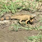 Tamarindo wildlife Estuary boat ride tour 2 hours - Pricing, Value, and Booking