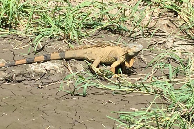 Tamarindo wildlife Estuary boat ride tour 2 hours - Pricing, Value, and Booking