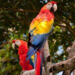 Tambopata Amazon Reserved Zone Exclusive Experience (6 Days) - Detailed Itinerary Breakdown