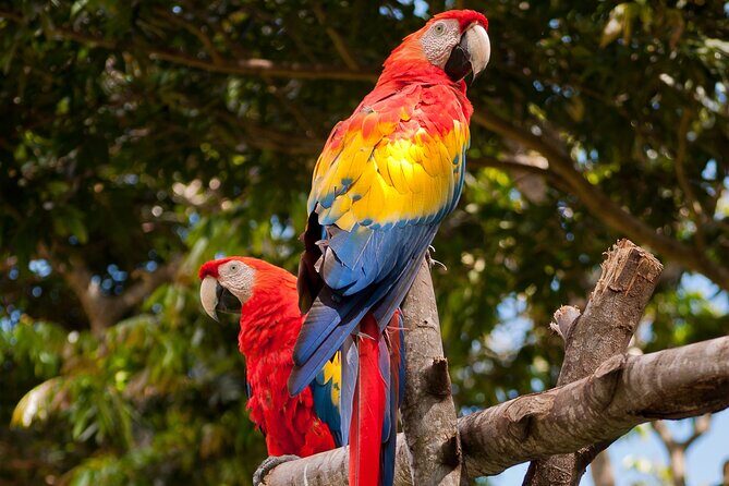 Tambopata Amazon Reserved Zone Exclusive Experience (6 Days) - Detailed Itinerary Breakdown