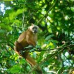Tambopata and Chuncho Macaw Clay Lick: 4-Day - Detailed Itinerary Breakdown