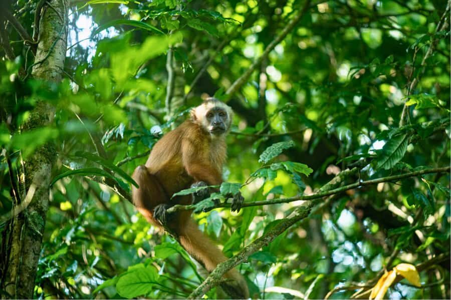 Tambopata and Chuncho Macaw Clay Lick: 4-Day - Detailed Itinerary Breakdown