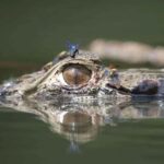 Tambopata: Caiman Safari + Macaw Clay Lick 2 Days - The Practical Side: What’s Included and What’s Not