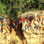 Tambopata: Chuncho Macaw Clay Lick - The Full Experience: A Detailed Breakdown