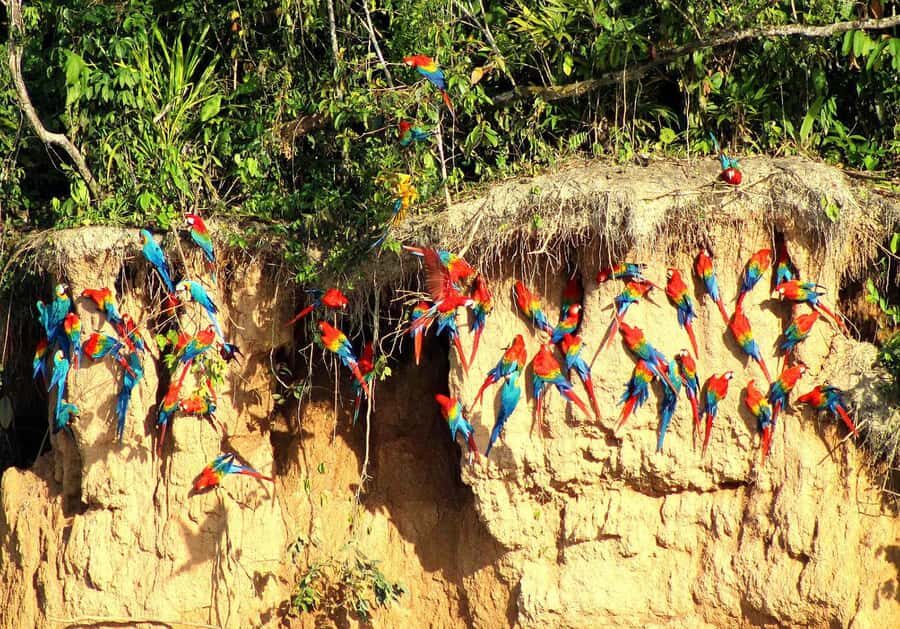 Tambopata: Chuncho Macaw Clay Lick - The Full Experience: A Detailed Breakdown