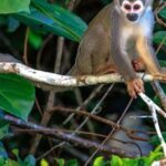 Tambopata Jungle | Lake Sandoval + Monkey Island 4D/3N - What Sets This Tour Apart