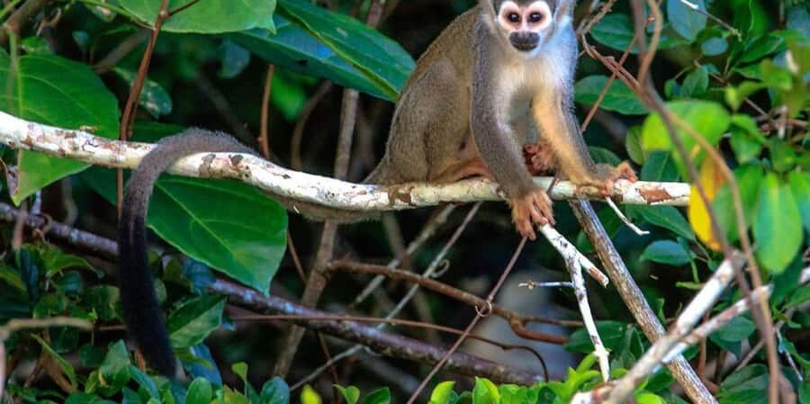 Tambopata Jungle | Lake Sandoval + Monkey Island 4D/3N - What Sets This Tour Apart