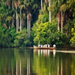 Tambopata Jungle Safari - In-Depth Review of the Tambopata Jungle Safari