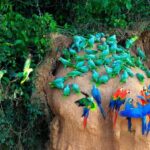 Tambopata Macaw Clay Lick 3 days/2 nights - Who Will Appreciate This Tour?