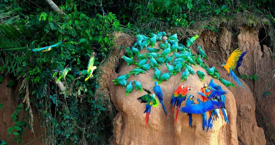 Tambopata Macaw Clay Lick 3 days/2 nights - Who Will Appreciate This Tour?
