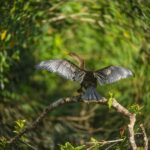 Tambopata Macaw Clay Lick 4 days/3 nights - Final Thoughts: Is It Worth It?