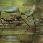 Tambopata Macaw Clay Lick 5 days/4 nights - Practical Details & What to Expect