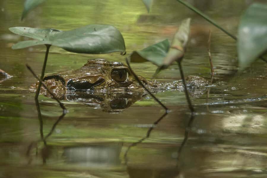 Tambopata Macaw Clay Lick 5 days/4 nights - Practical Details & What to Expect
