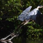 Tambopata: Multi-Day Amazon Rainforest Tour with Local Guide - A Deep Dive into the Amazon Adventure