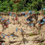 Tambopata National Reserve Tour 3 Days - A Detailed Look at the 3-Day Tambopata Experience