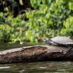 Tambopata Peruvian Amazon Jungle for Three Days/Two Nights - A Deep Dive into the Amazon Experience