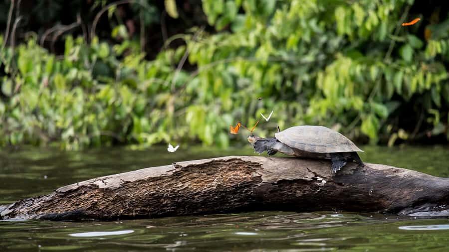 Tambopata Peruvian Amazon Jungle for Three Days/Two Nights - A Deep Dive into the Amazon Experience