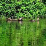 Tambopata (Puerto Maldonado) 4 Days - Practical Details and Value