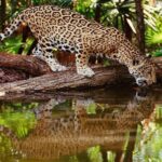 Tambopata (Puerto Maldonado) 5 Days - Who Should Consider This Tour?