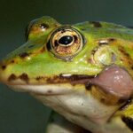 Tambopata (Puerto Maldonado) 5 Days - FAQs About the Tambopata 5-Day Tour