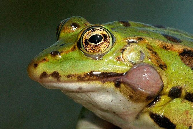 Tambopata (Puerto Maldonado) 5 Days - FAQs About the Tambopata 5-Day Tour