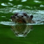 TAMBOPATA SUNSET TOUR (3 DAYS  2 NIGHTS) - Who Will Love This Tour?