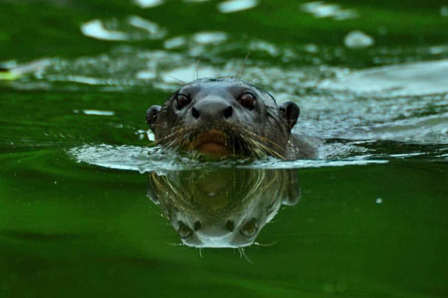 TAMBOPATA SUNSET TOUR (3 DAYS  2 NIGHTS) - Who Will Love This Tour?