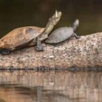 Tambopata Tour 3 Days - FAQs