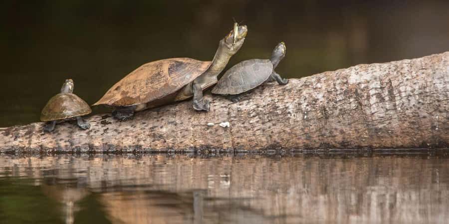 Tambopata Tour 3 Days - FAQs