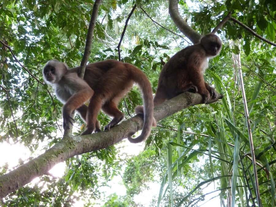 Tambopata Tour 3 Days - A Close Look at the 3-Day Amazon Adventure