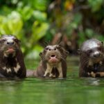 Tambopata Tour 4 Days Private - Who Will Love This Tour?